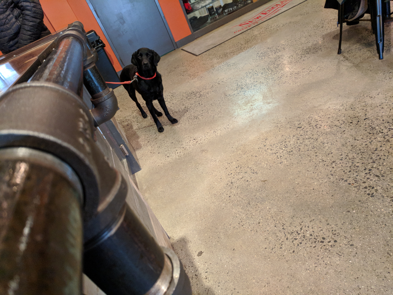 Bonus Doggo